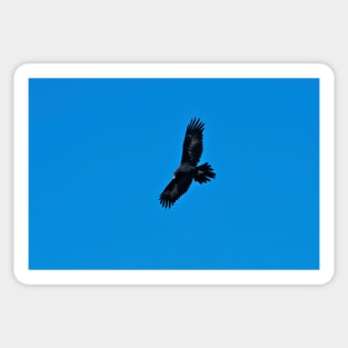 Wedge Tailed Eagle in flight Sticker